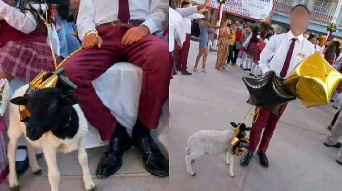 El estudiante recibió un borrego con manchas negras como regalo de graduación