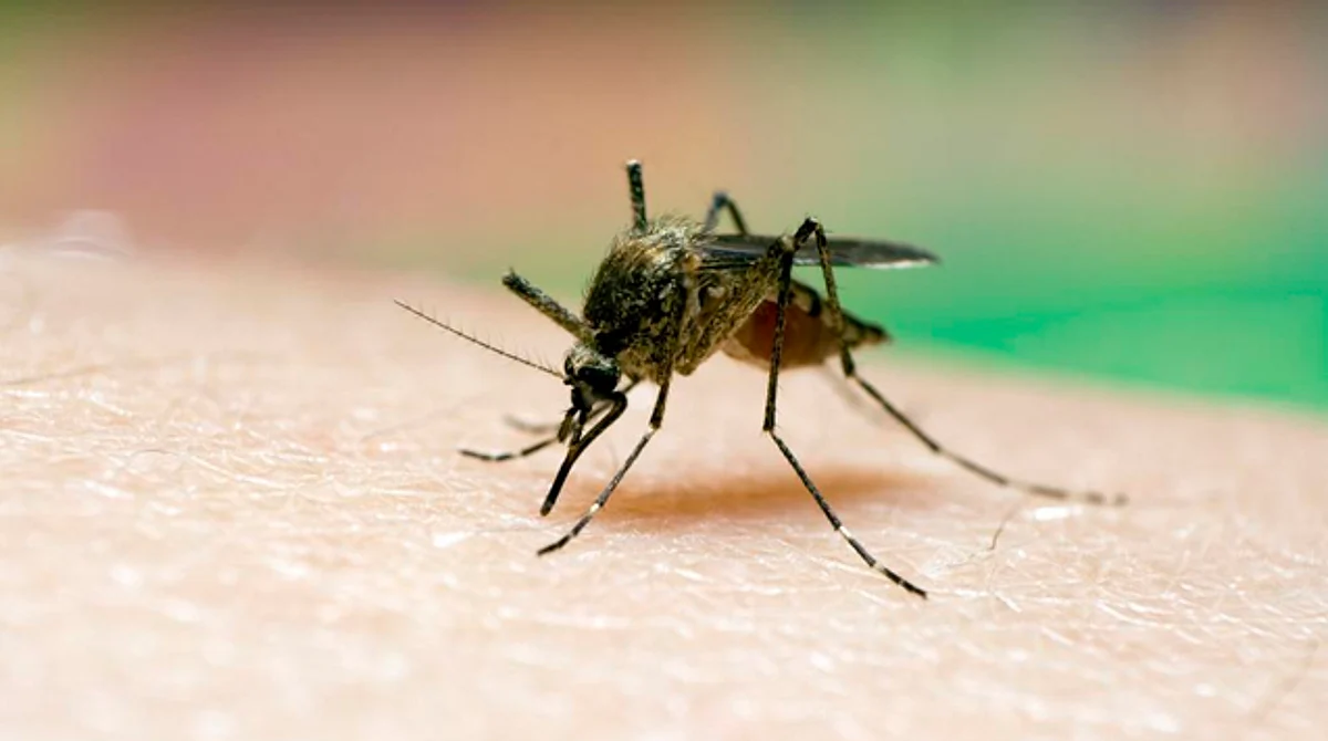 Mosquitos se orientan más hacia impulsos de dióxido de carbono