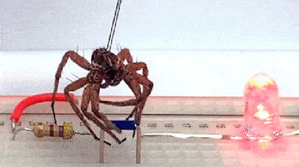Científicos usan cadáveres de arañas para crear robots; así es la necrorobótica