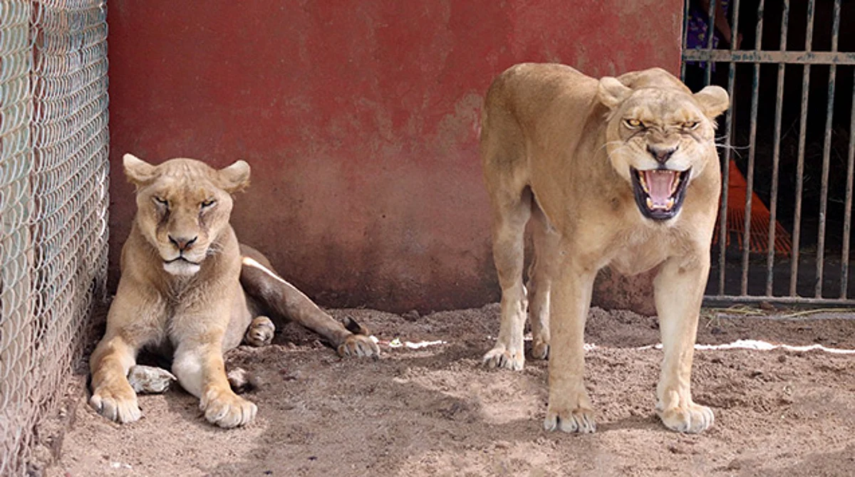 Felinos rescatados en zoo de Morelia, aún con pronóstico reservado