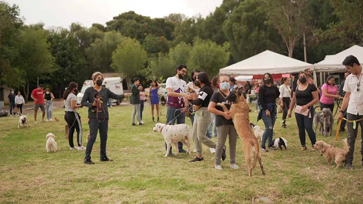 El objetivo es fomentar la tenencia responsable de mascotas