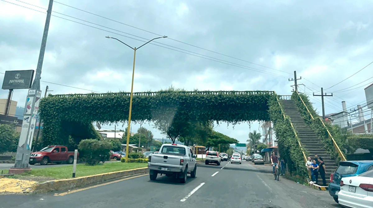 Se trata de un puente que está lleno de vegetación por todos lados, excepto por la zona por la que atraviesa la gente