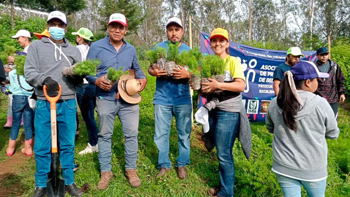 Realizan Ayuntamiento de Pátzcuaro, sociedad y empresa Driscoll's reforestación en Tzurumútaro