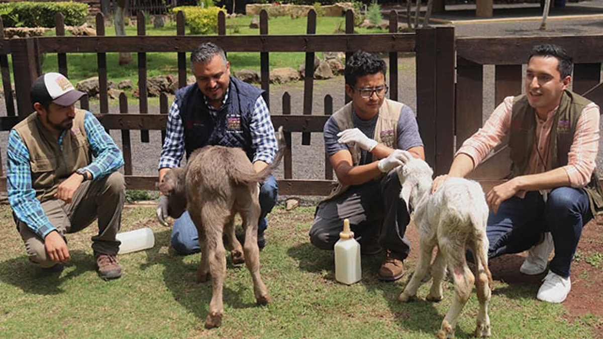 Podrán ser apreciados en El Ranchito, desde las 10:00 hasta las 16:00 horas, de lunes a viernes y de 10:00 a 17:00 horas los fines de semana
