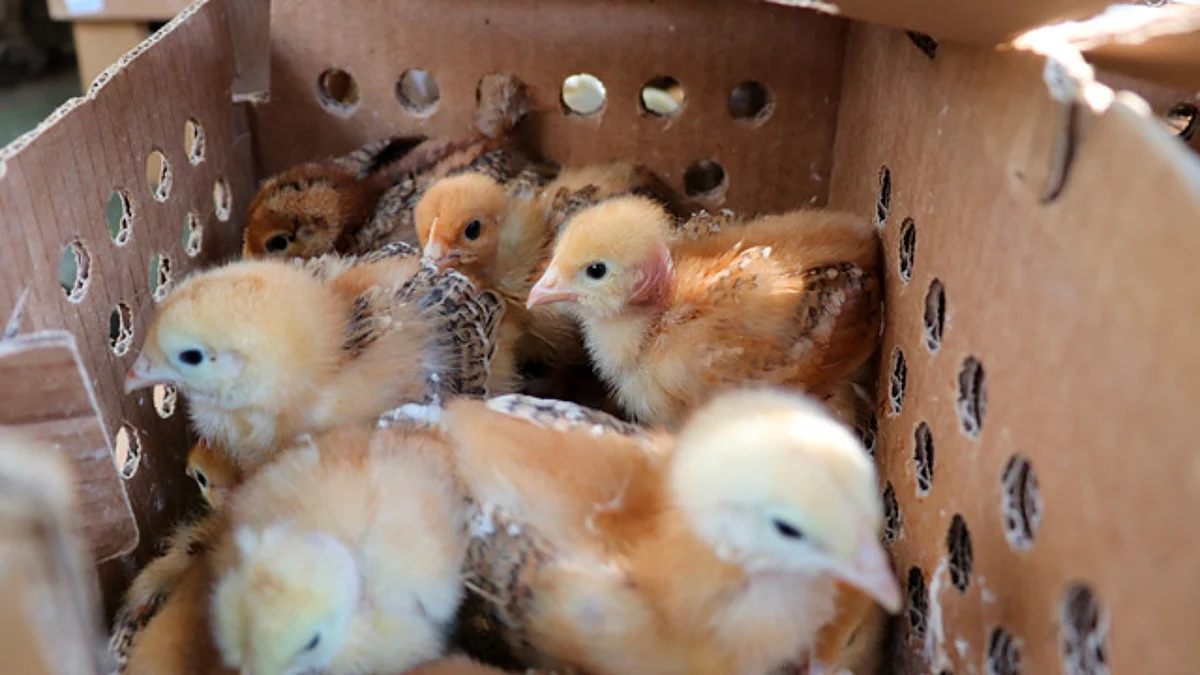 Beneficia gobierno de Zitácuaro a más de 160 familias, con entrega de aves de traspatio