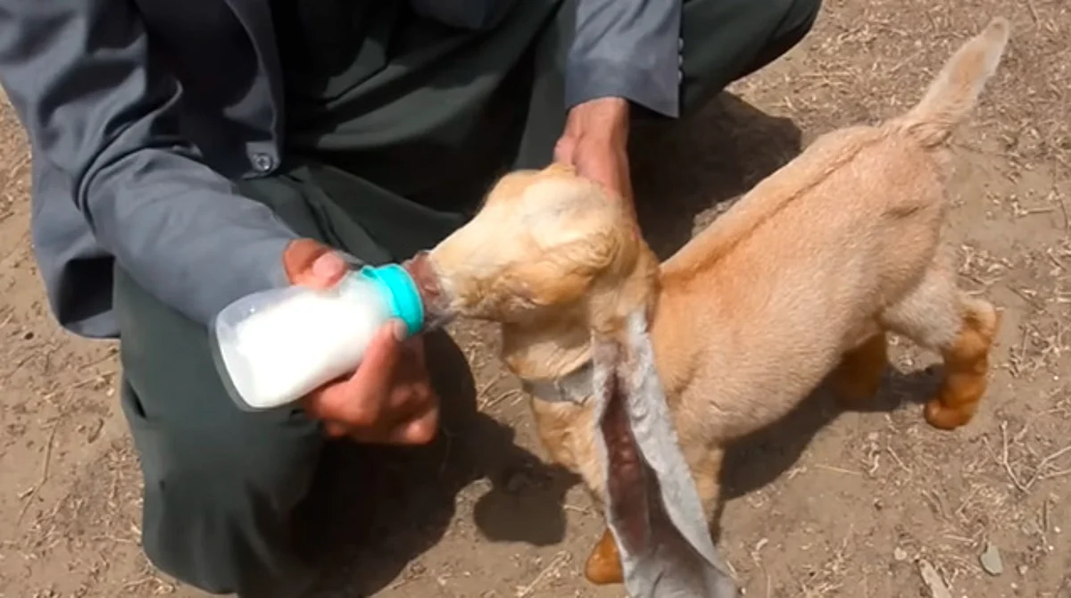 Ella es Simba, la cabra "Dumbo" que busca el récord Guinness