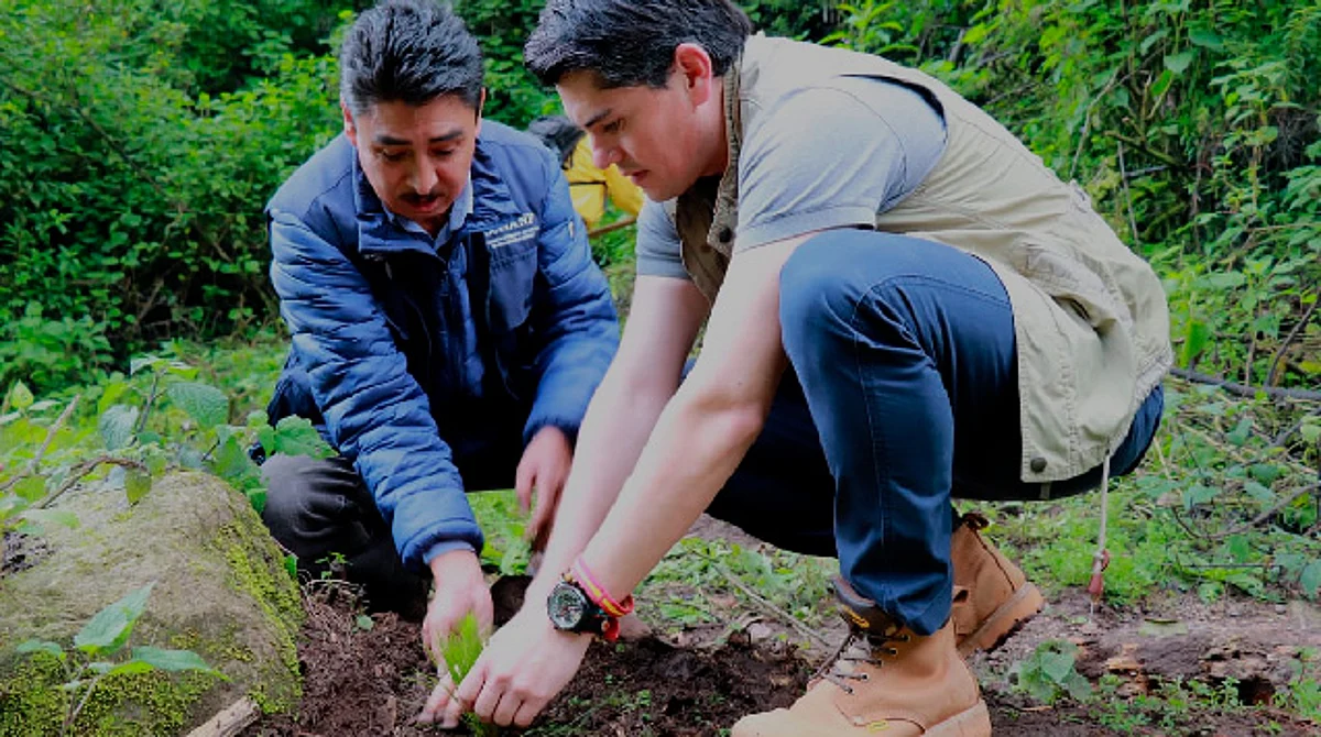 Reforestan 5 mil árboles en zonas de amortiguamiento y núcleo de la monarca en Zitácuaro