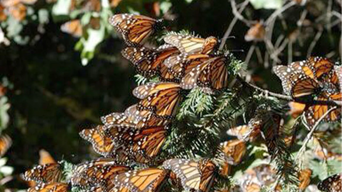México refrenda su compromiso con la conservación de la mariposa Monarca