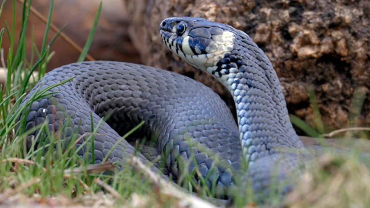 Desde el año 1500 han desaparecido 31 variedades de reptiles