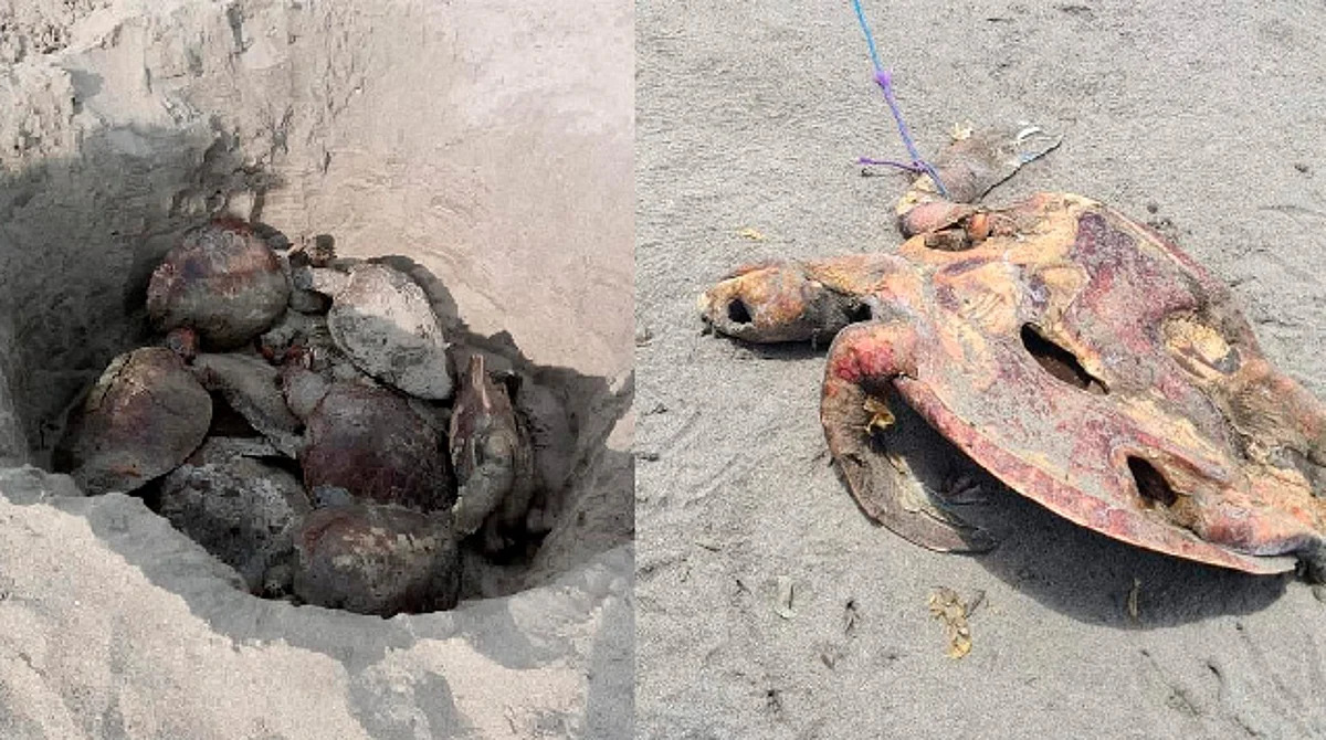 Investigan muerte de más de 250 tortugas en playa de Chiapas