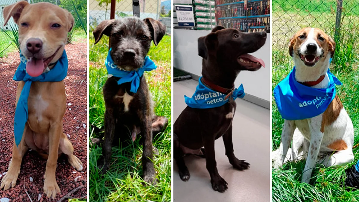 Más de 20 perritos están ansiosos de conocer a su nueva familia