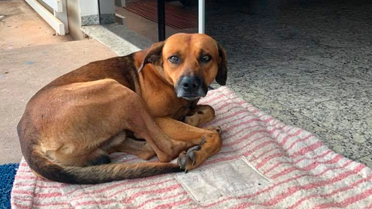También se busca aumentar el castigo a quienes maltraten a animales