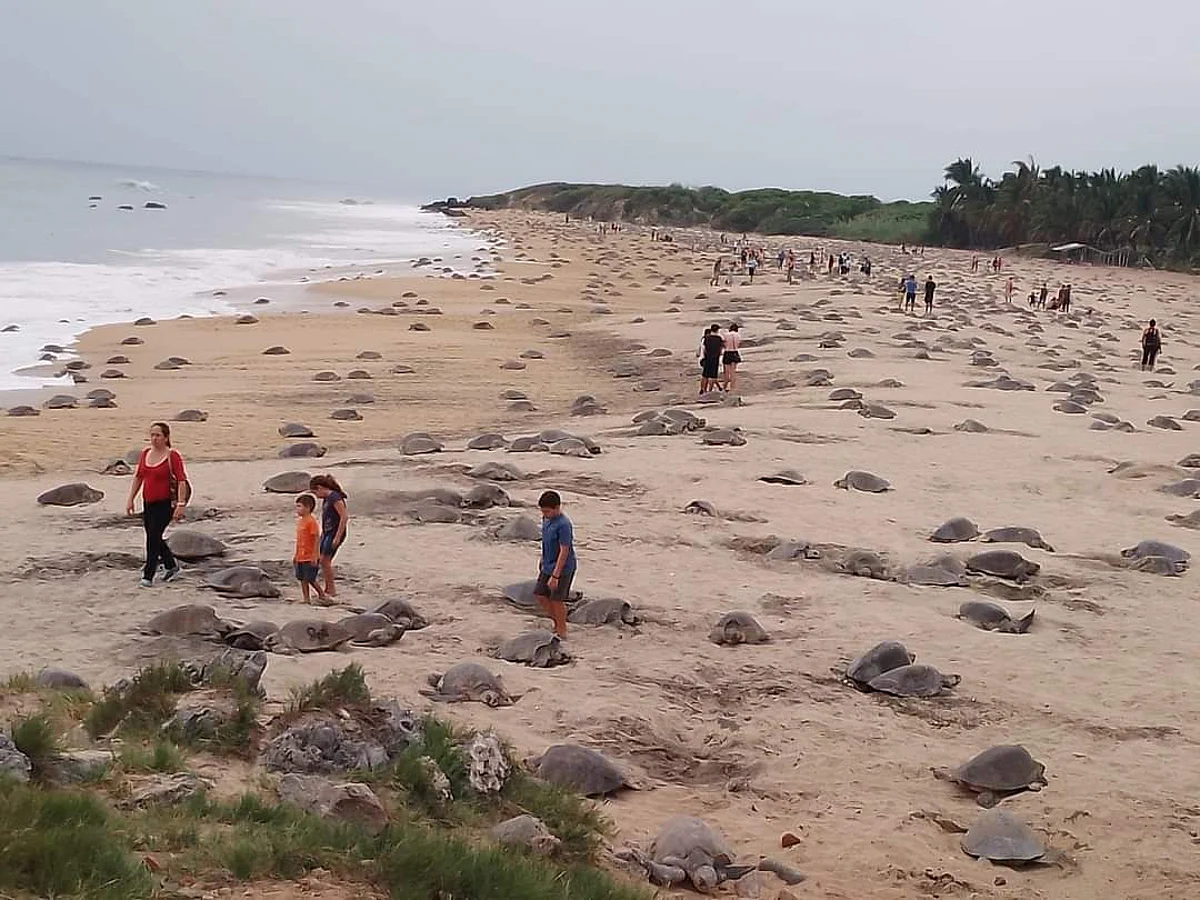 Tres de las siete especies de tortugas marinas visitan las costas de Michoacán
