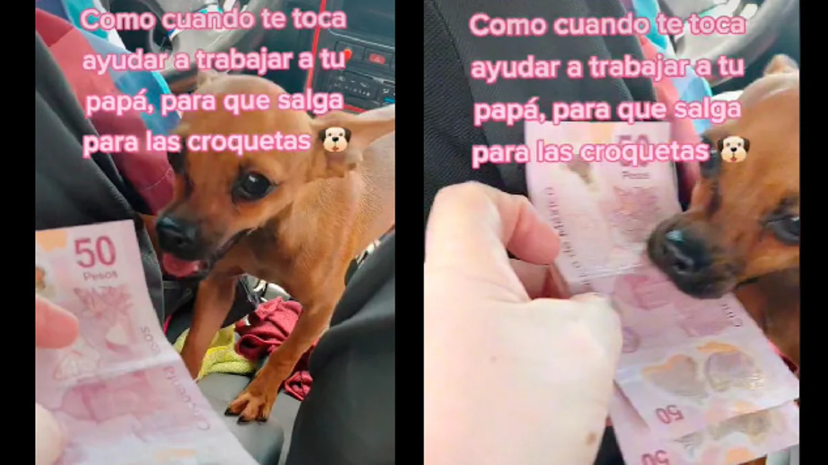Perrita se hace viral tras ser la que cobra en taxi en Morelia
