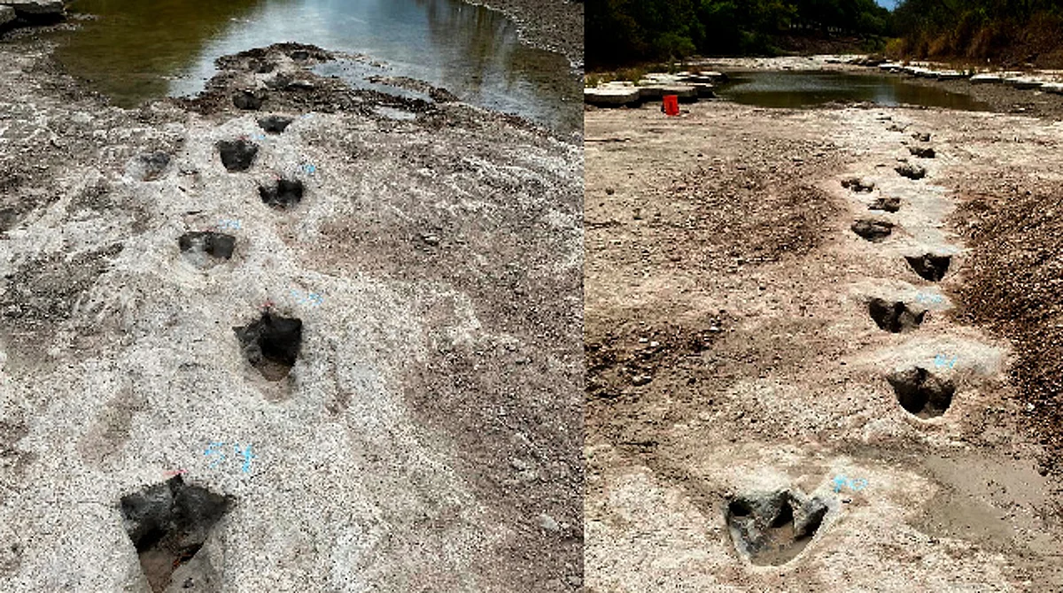 Sequía en Texas deja al descubierto huellas de dinosaurio