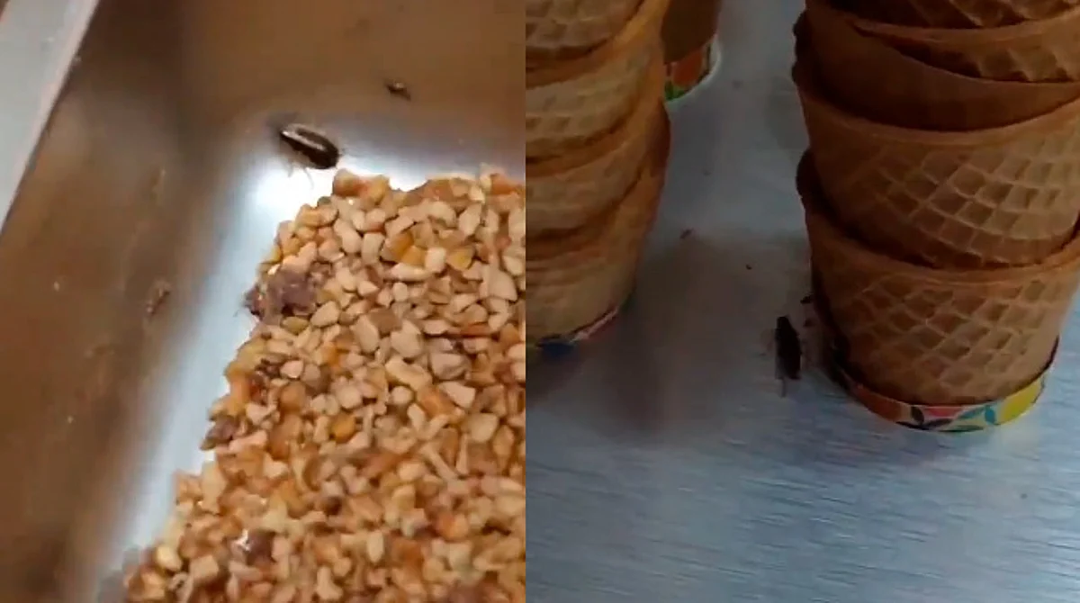 ¿Helado sabor cucaracha? Hallan varias en sucursales de La Gran Michoacana