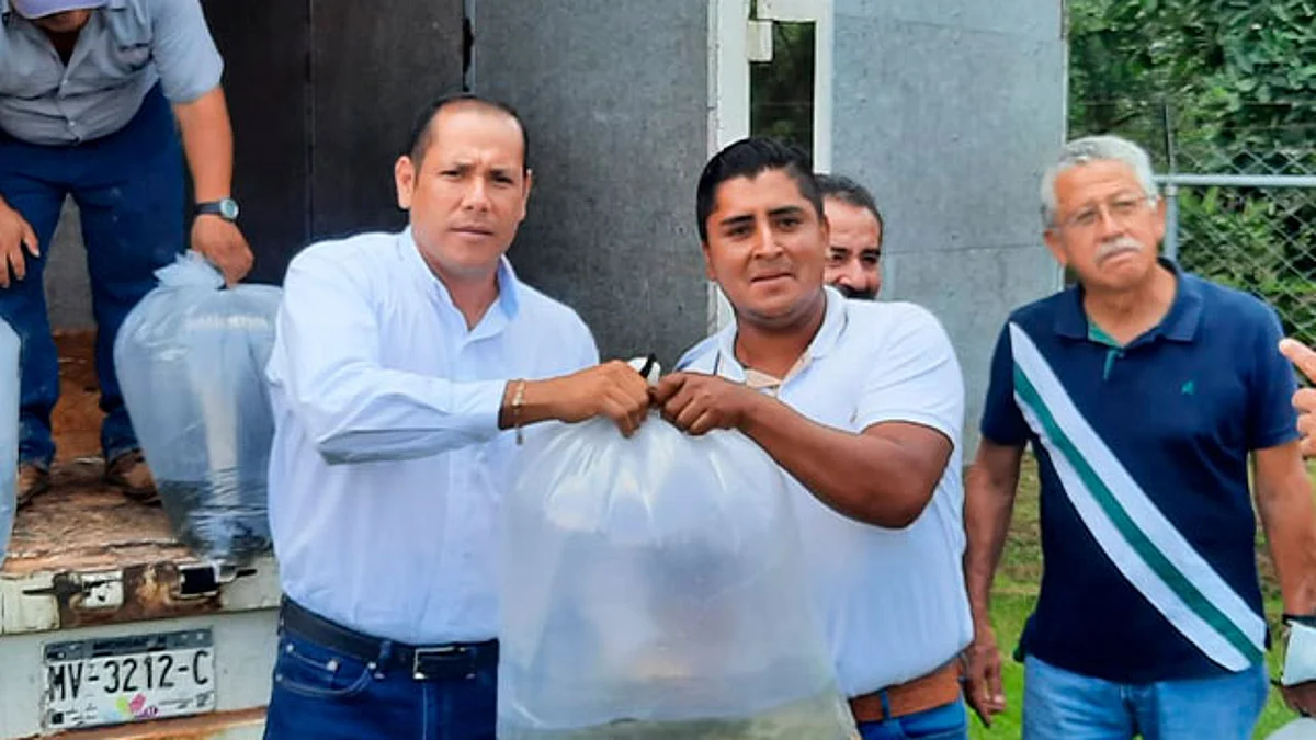 La siembra se realizó con la participación del presidente municipal de Uruapan, Ignacio Campos