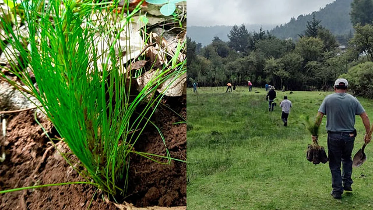 Esto como parte de la campaña de reforestación “Selvas y Bosques por la Humanidad”