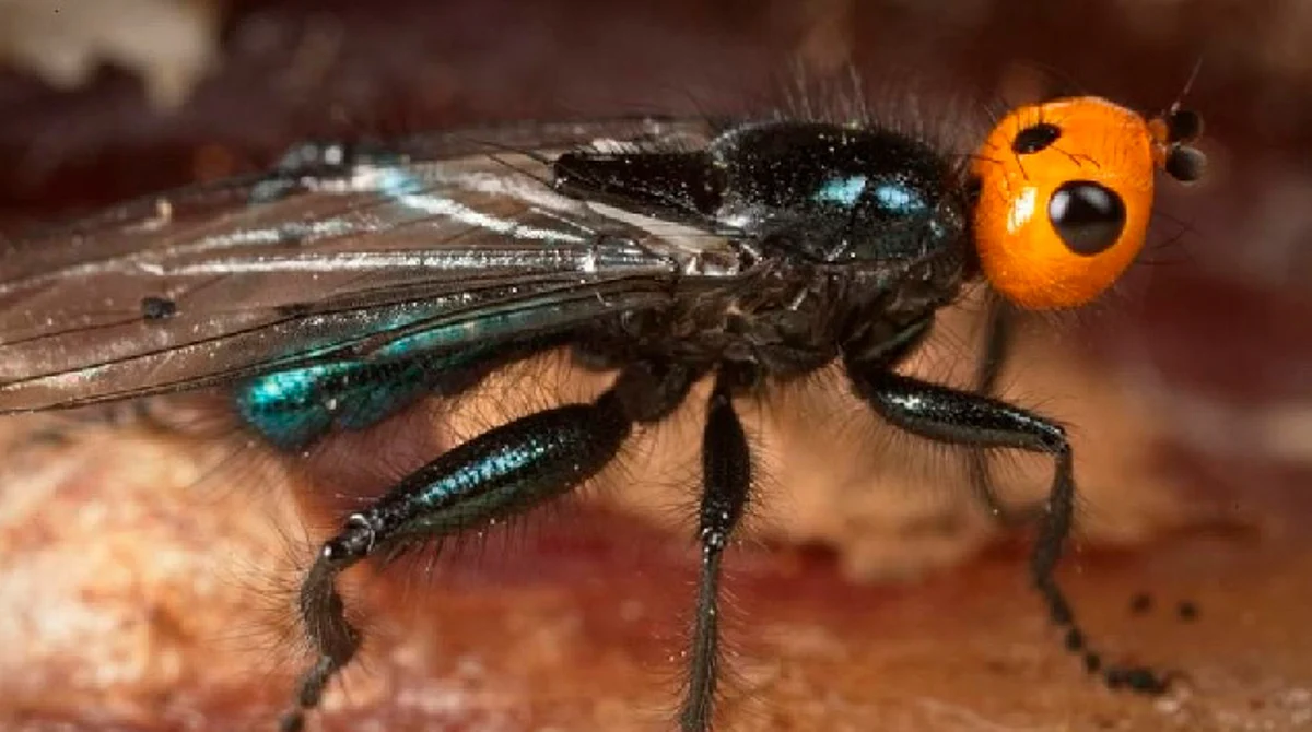 Reaparecen moscas carnívoras que se creían extintas hace más de un siglo en Francia