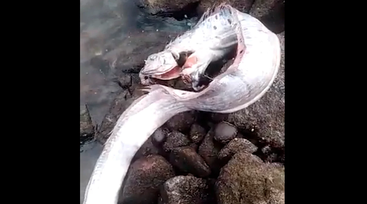 La especie estaba muerta