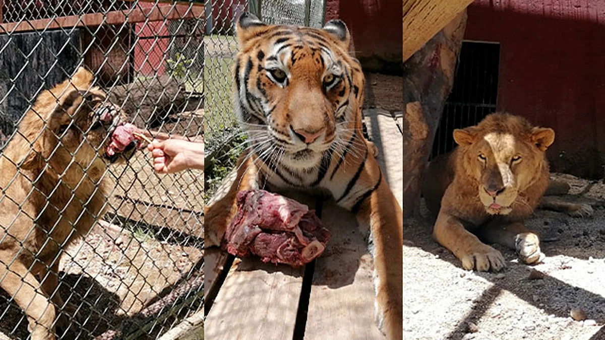 Estables, felinos rescatados del Ajusco: Zoológico de Morelia