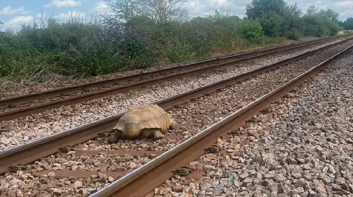 Tortuga gigante bloquea vía del tren y desata caos; fue puesta a salvo