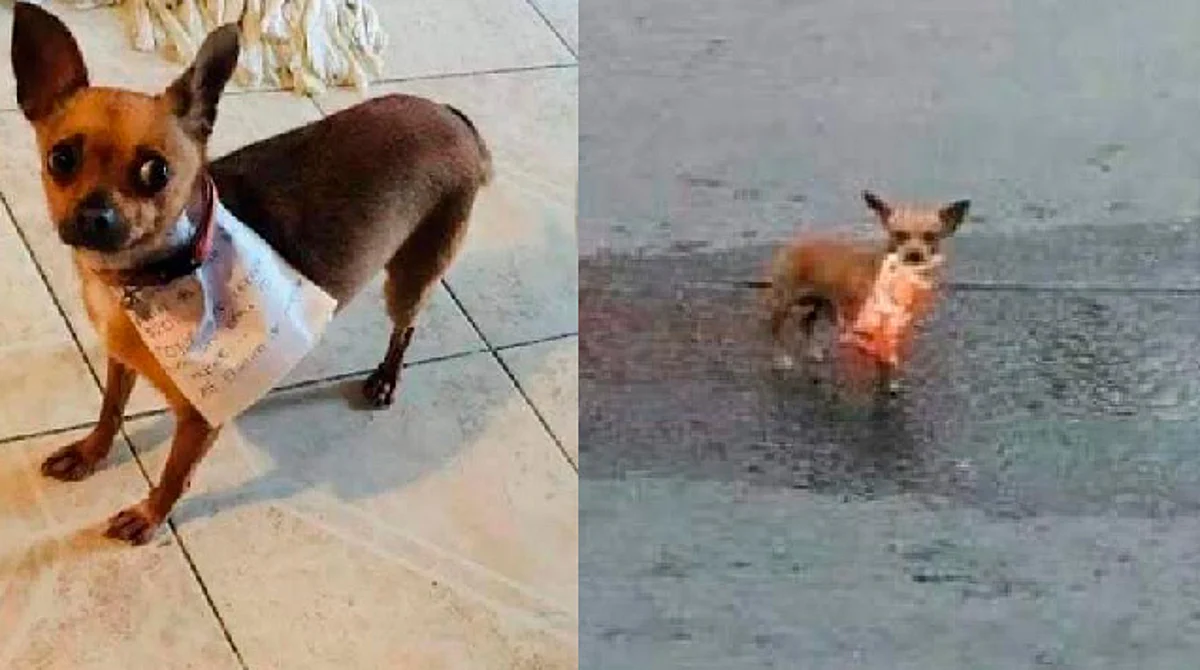 Hombre manda a su perrita a la tienda por unos Cheetos y se hace viral