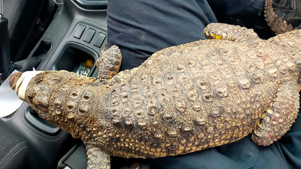 Policía Morelia resguarda cocodrilo y detiene a sujeto por presunta posesión ilegal