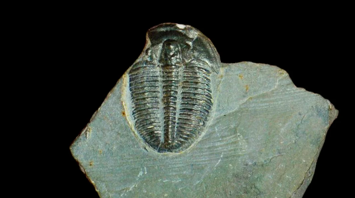 La aparición de los trilobites en la Tierra se remonta a la Era Paleozoica