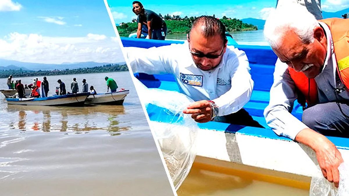 Para el Gobierno de Michoacán es prioritario contribuir en la recuperación de especies en peligro de extinción y el apoyo a las familias de las comunidades de la ribera del lago