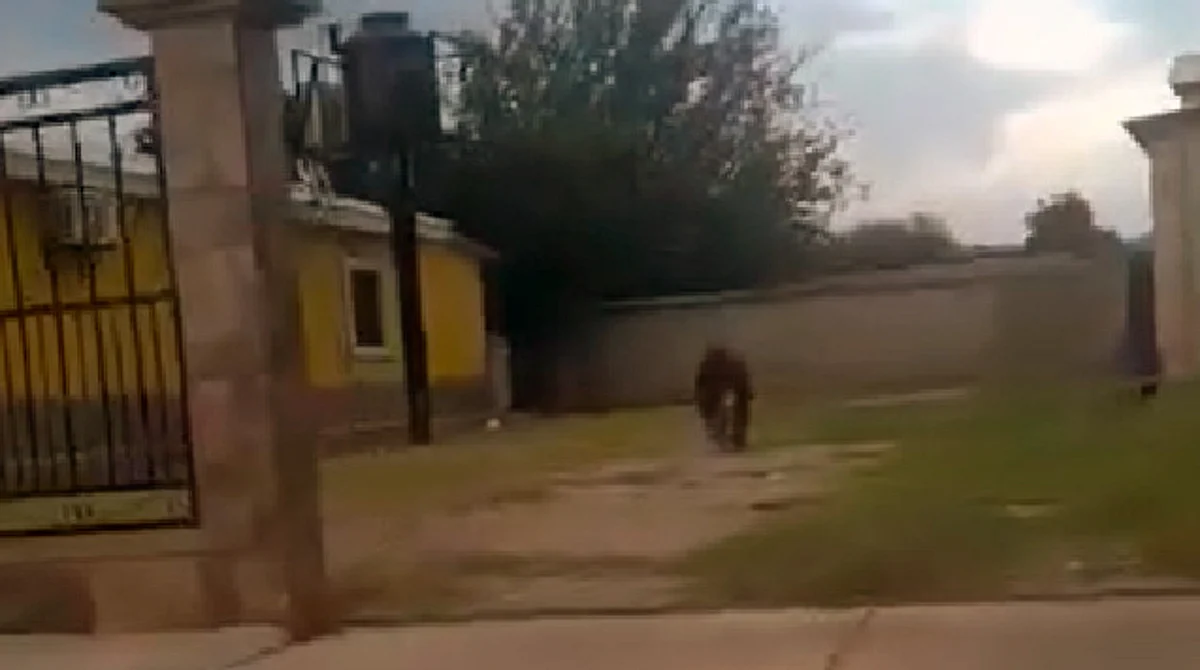 Habitantes asesinan a oso negro en Sonora; autoridades ya investigan