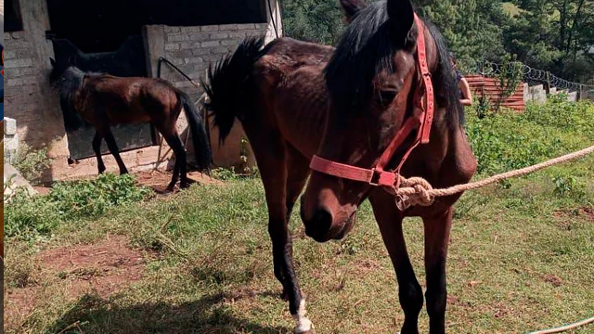 Rescatan a 6 perritos y 6 caballos en condiciones de maltrato animal en Morelia