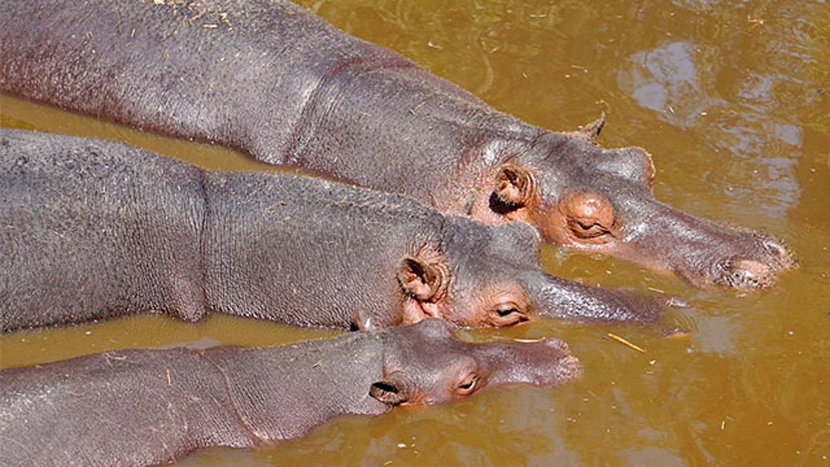 El Zoológico de Morelia invita a disfrutar de esta maravillosa especie del continente africano en el aula viva más grande Michoacán
