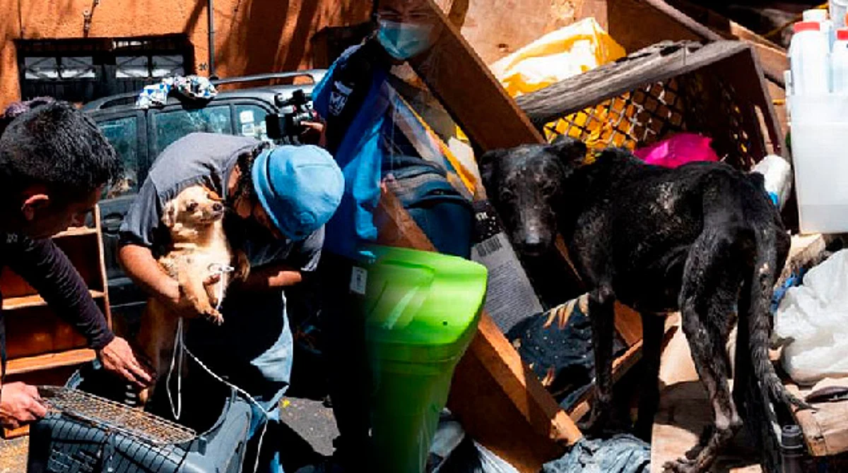 Rescatan a más de 50 perritos durante desalojo, se comían entre ellos