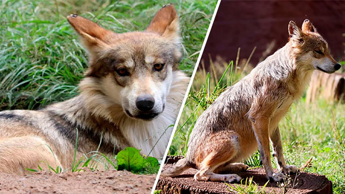 De las acciones para la conservación de la especie se incluye la reproducción de ejemplares que se encuentran bajo cuidado humano