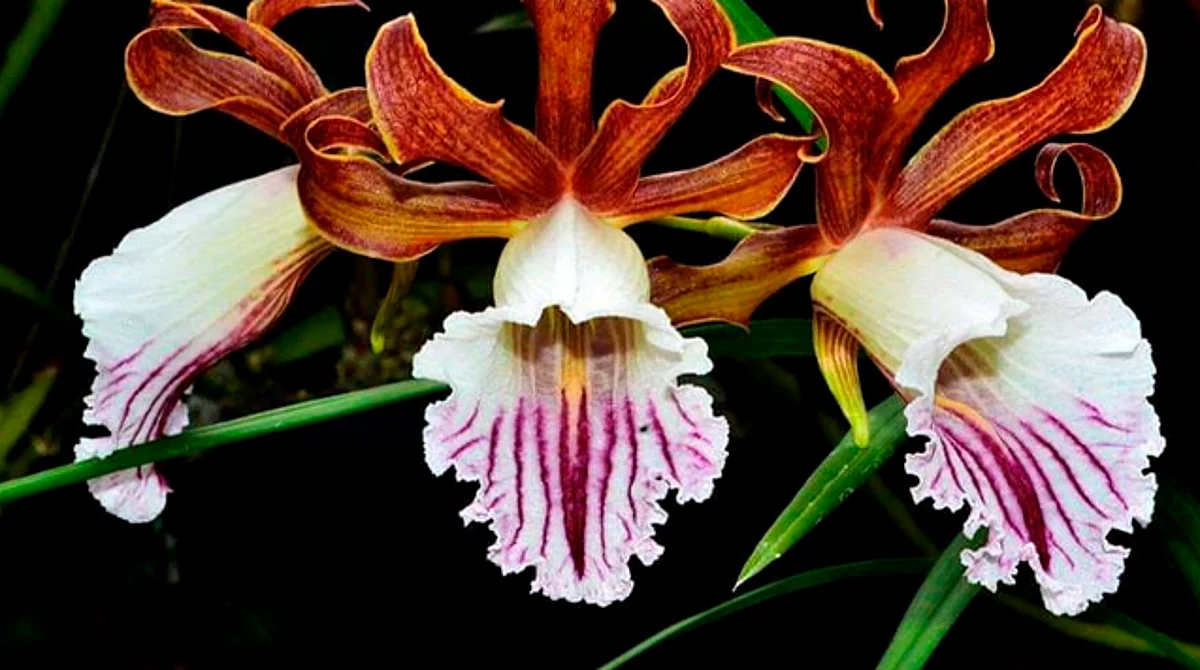 Habrá Festival de la Orquídea en Morelia