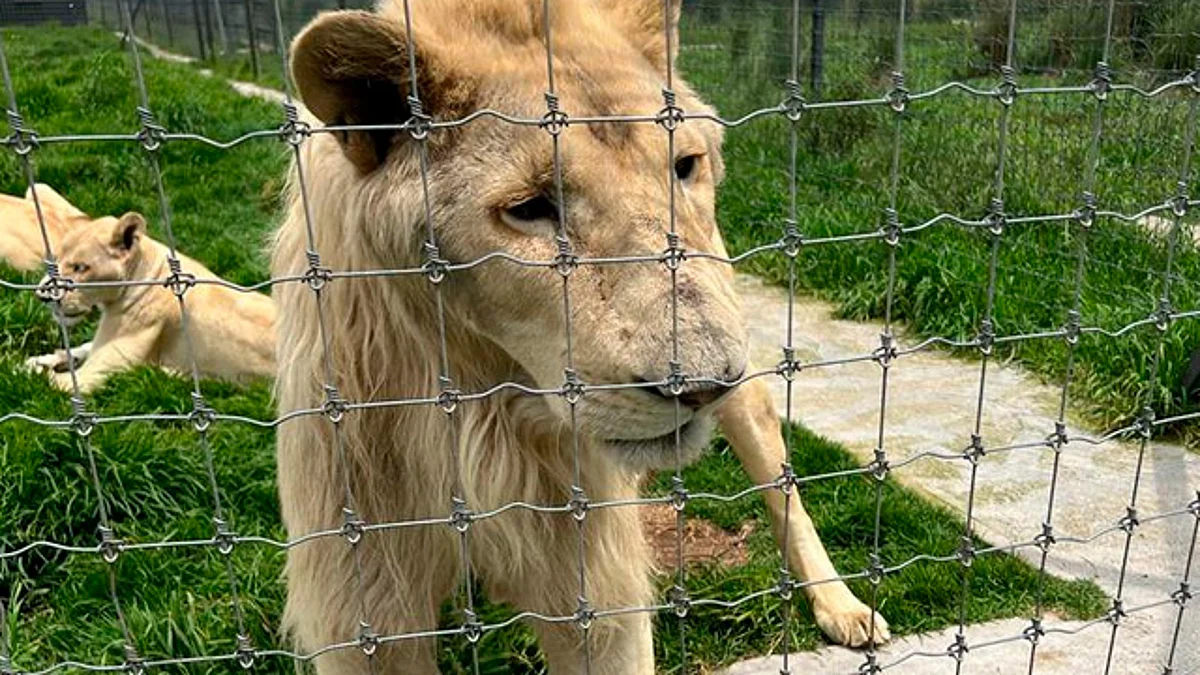 Piden detención del dueño del Black Jaguar-White Tiger