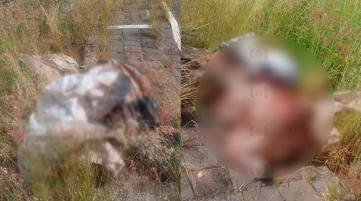 Encuentran costal de yute con manos y pies de una persona en Zamora