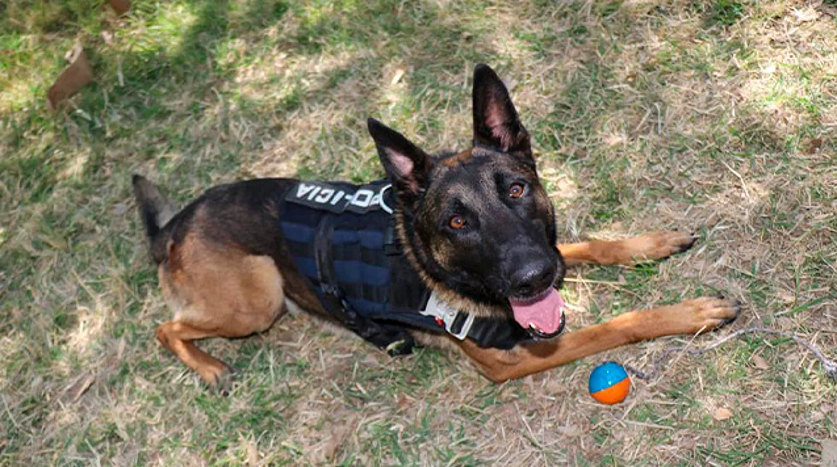 Listos, perritos policías para dar seguridad en fiestas patrias en Morelia
