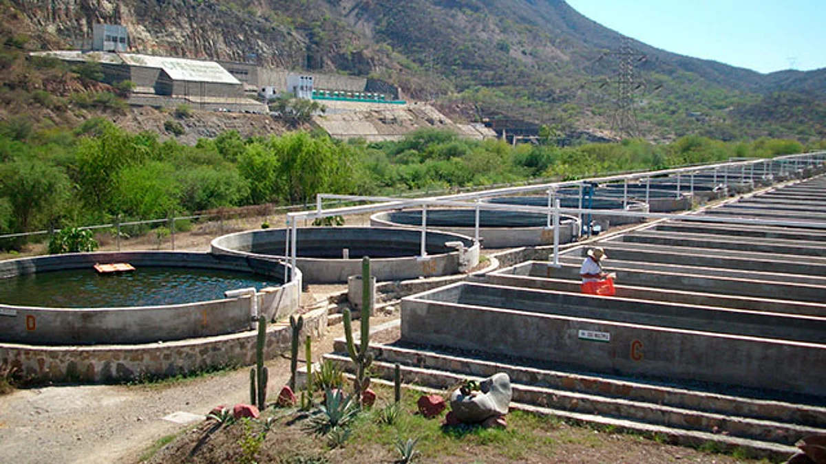 La producción acuícola que produce el CETAEM es sustancial para los productores de todo el estado y para los municipios cercanos