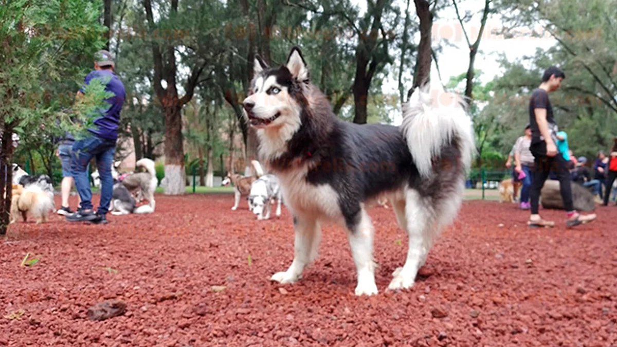 Inauguran primer parque para perritos, en Morelia