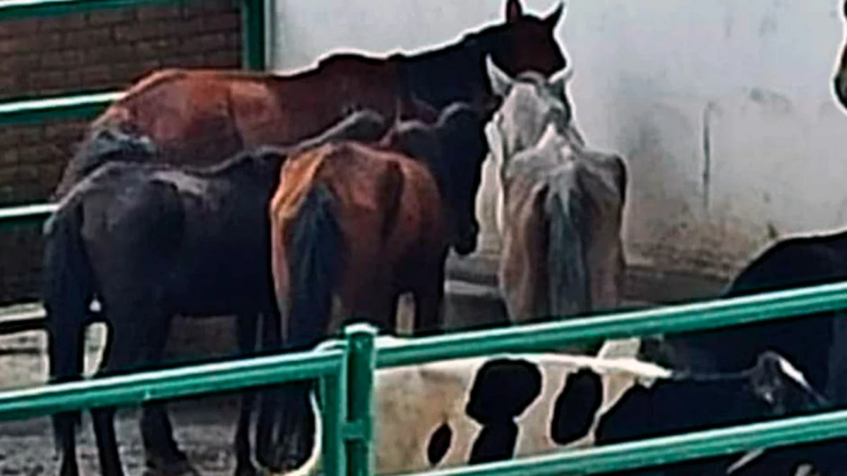Fiscalía investiga posible maltrato animal contra 4 caballos en el Pabellón Don Vasco