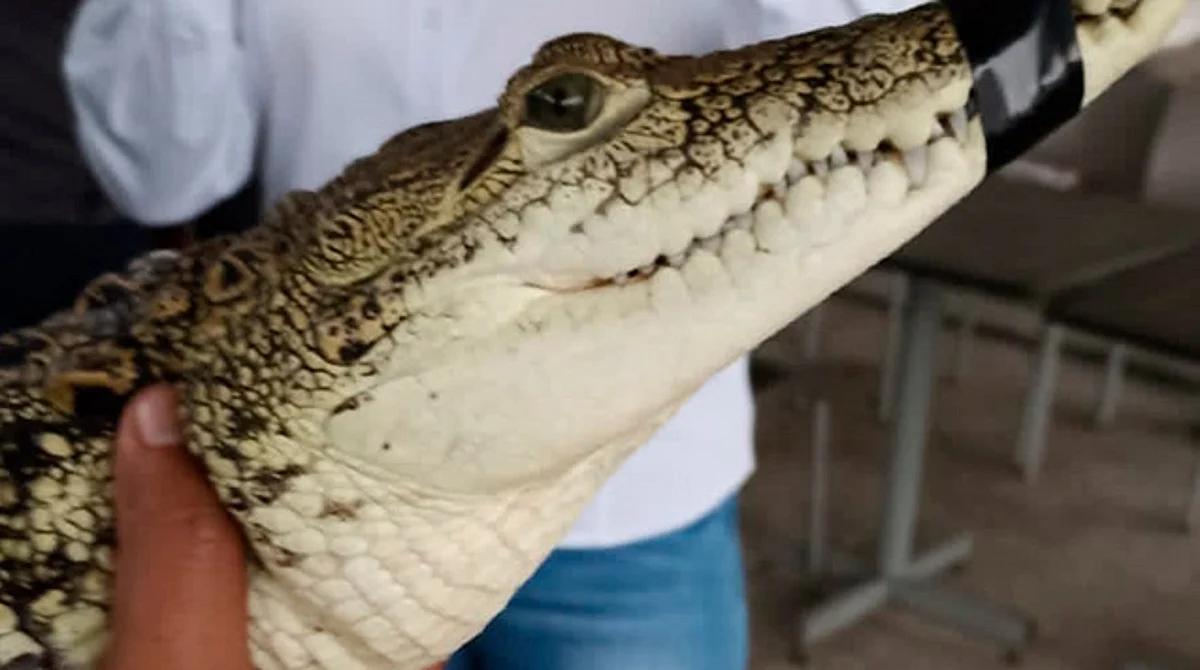 Elementos de la Policía Morelia, capacitados en manejo de especies animales