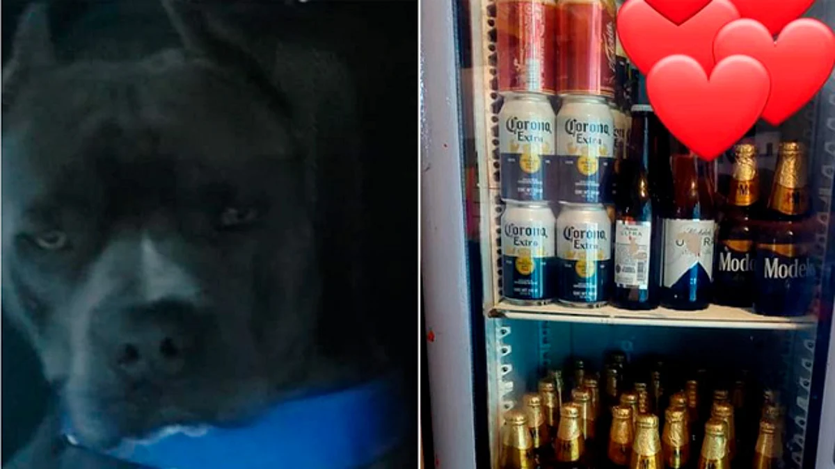 Familia ofrece recompensa y un refri lleno de chelas por su perrito Rocky