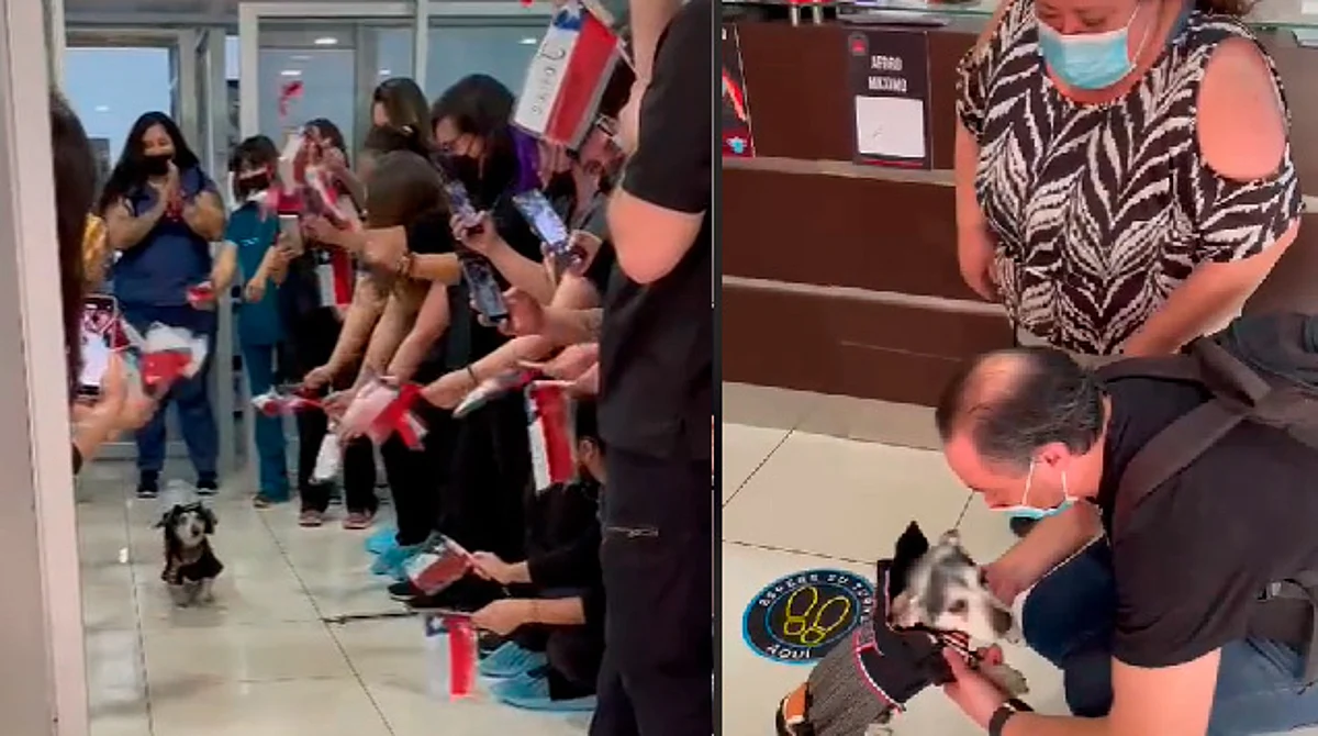 Perrito sale del veterinario tras 22 días internado; dueños y médicos lo ovacionan