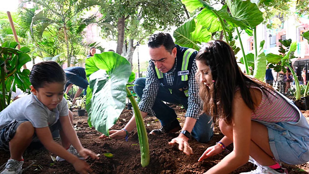 Se encuentran variedades como calcáreas, maratas, orejas de elefantes, ficus, plantas de sol y medicinales como el romero, hierbabuena y tomillo