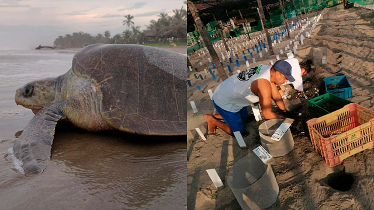 Se entregó materiales y equipamiento a los campamentos tortugueros que trabajan en la preservación y conservación de la tortuga marina en Michoacán