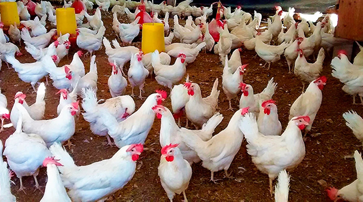Detectan circulación de influenza aviar AH5N1 en granja de NL