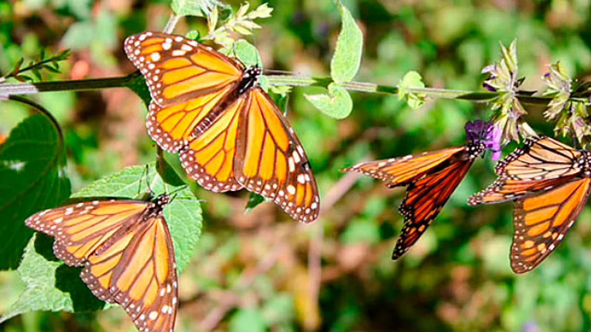 Llaman a la unidad, coordinación y empatía por el recate y mejoramiento ambiental de los ecosistemas hogares de la Mariposa Monarca