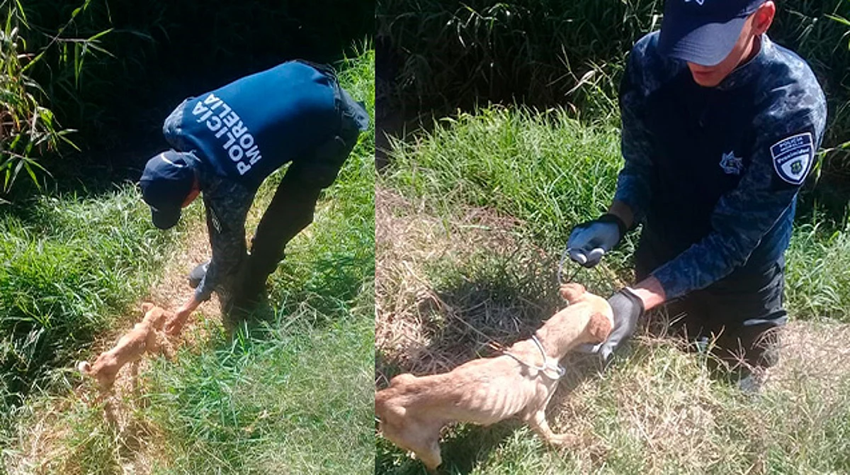 Rescata Policía de Morelia a otro perrito abandonado en estado de desnutrición